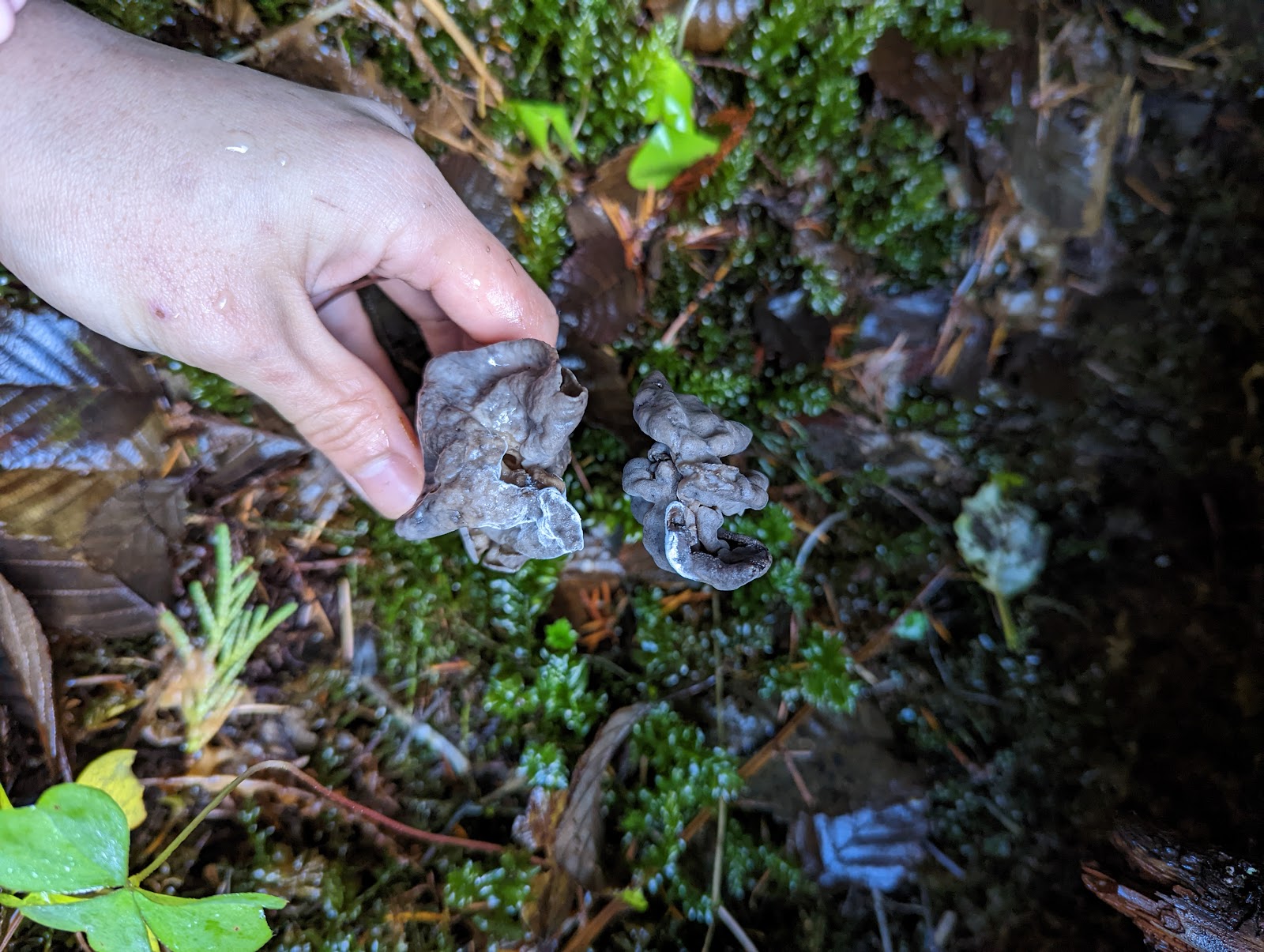 Hard Rock Group Campground