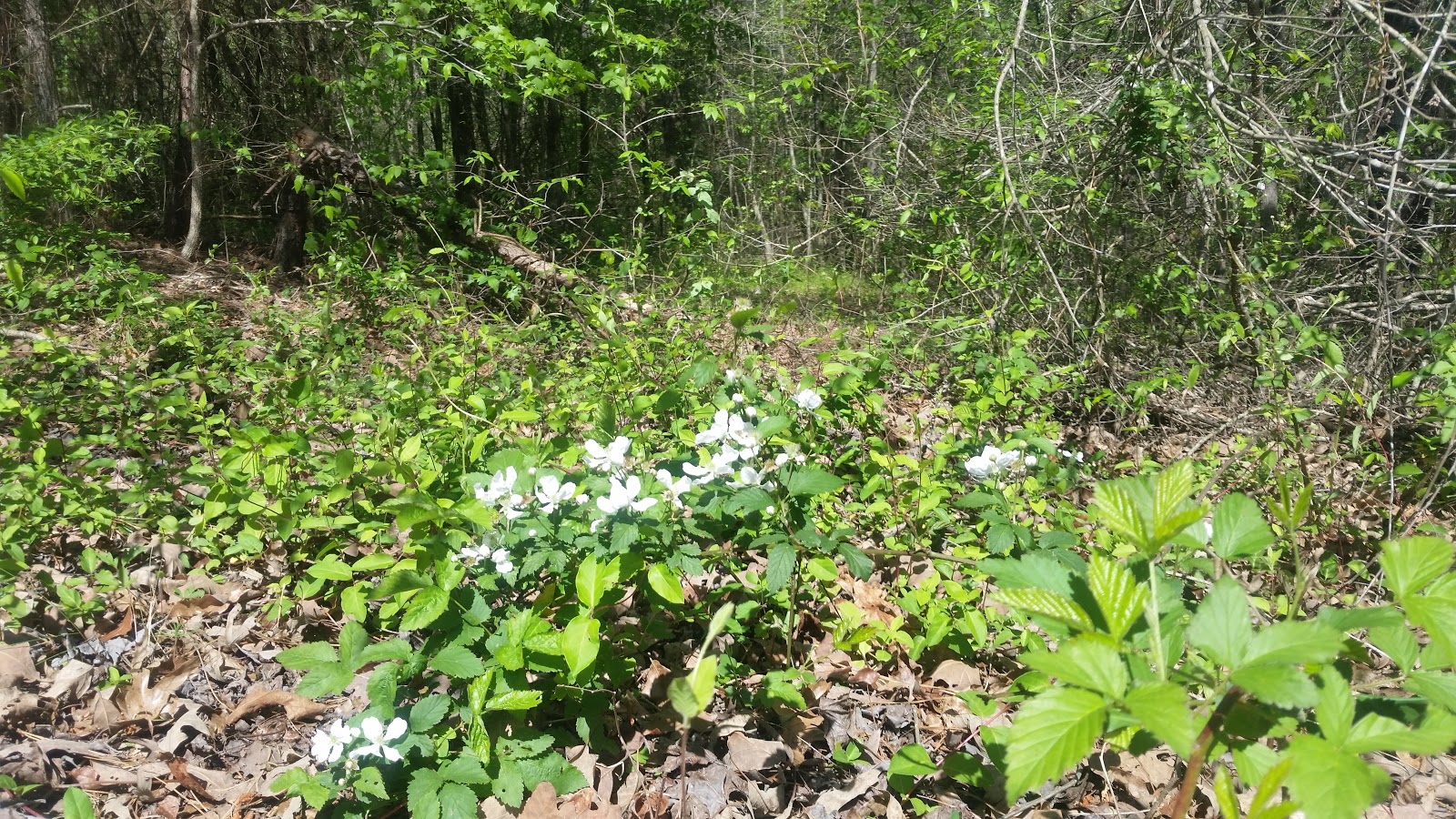 Stinkin' Jim's Horse Camp