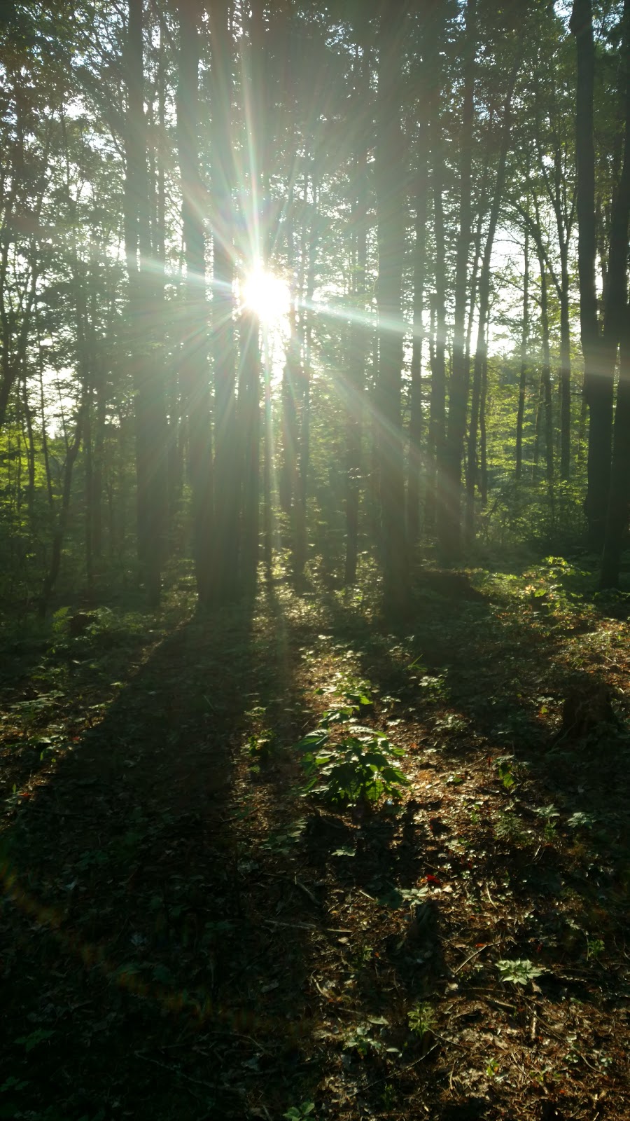 Hidden Hills Escape Family Campground