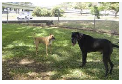 Moanalua Off-leash Dog Park