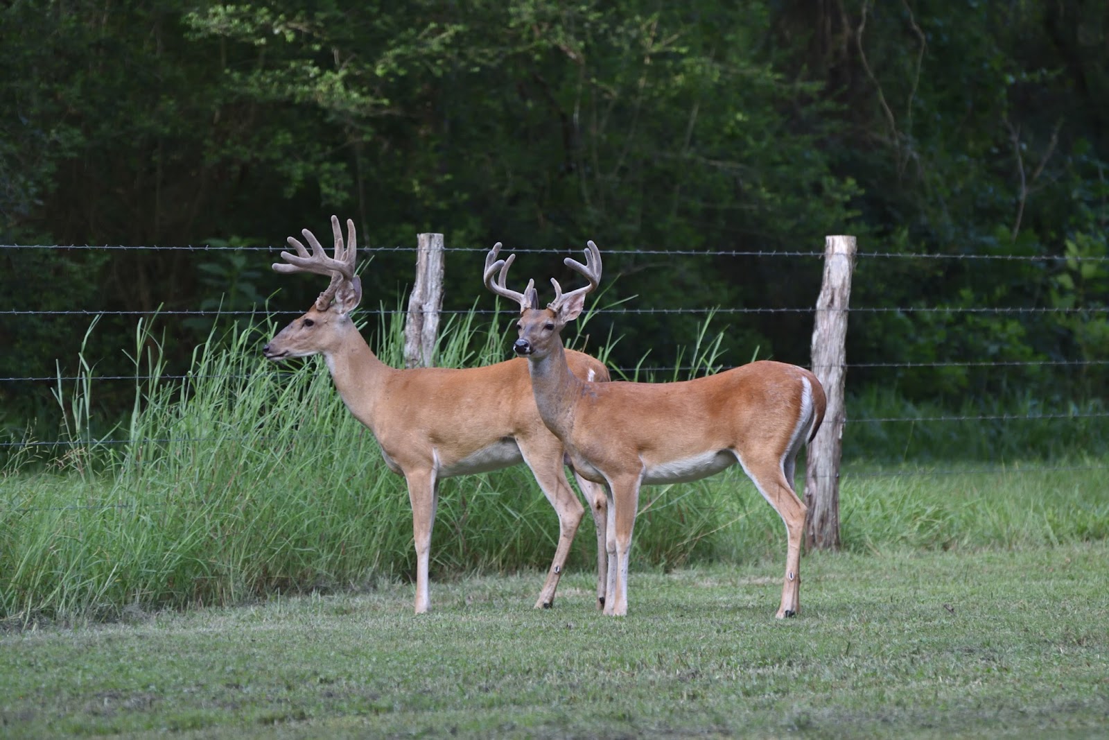Shady Oaks RV Resort