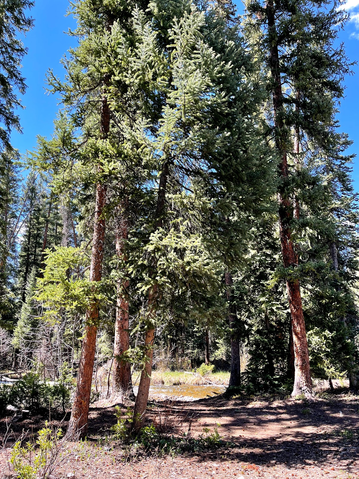 South Fork Campground