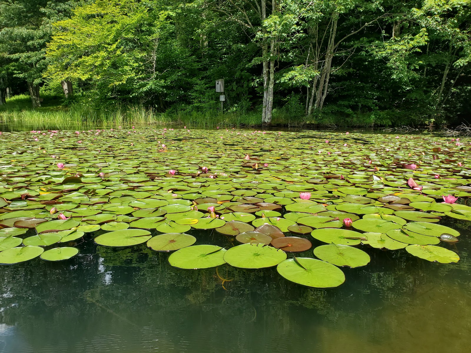Summit Lake NF Campground