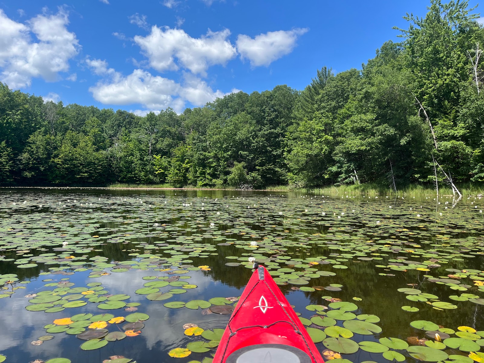 Arbutus Lake SF Campground