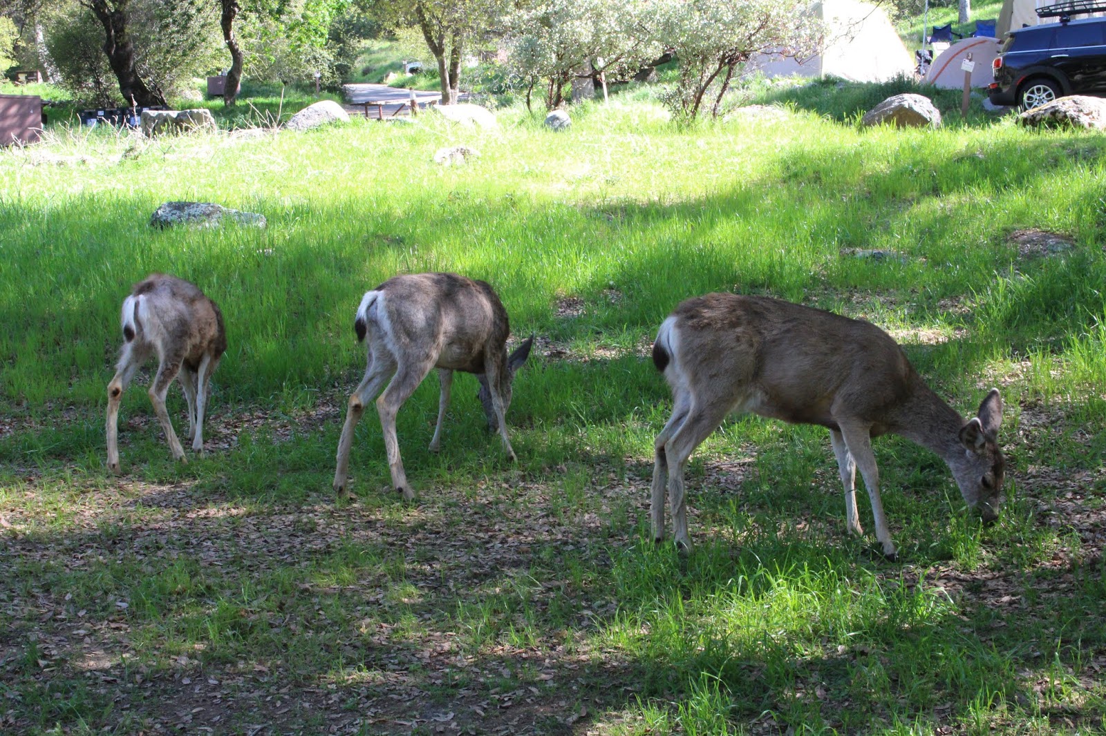 Potwisha Campground - Sequoia National Park