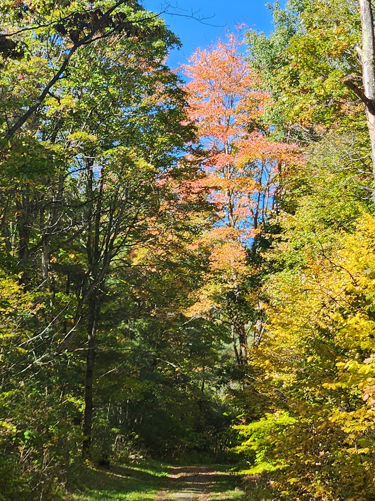 Sugar Hill State Forest