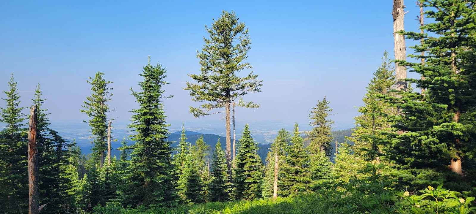 Bald Knob - Mount Spokane State Park