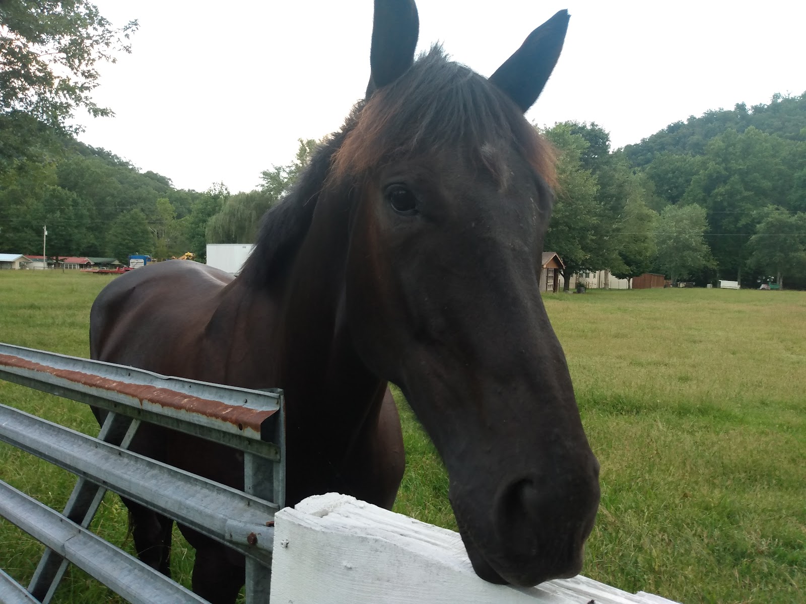 Cartoogechaye Creek Campground
