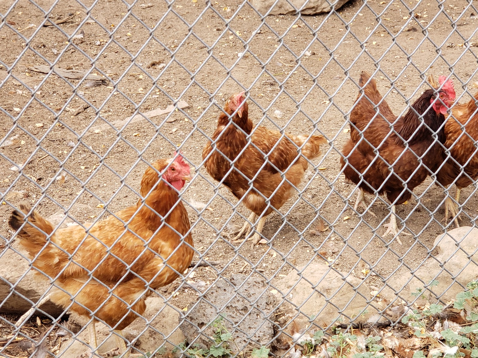 Wild Spirit Wolf Sanctuary