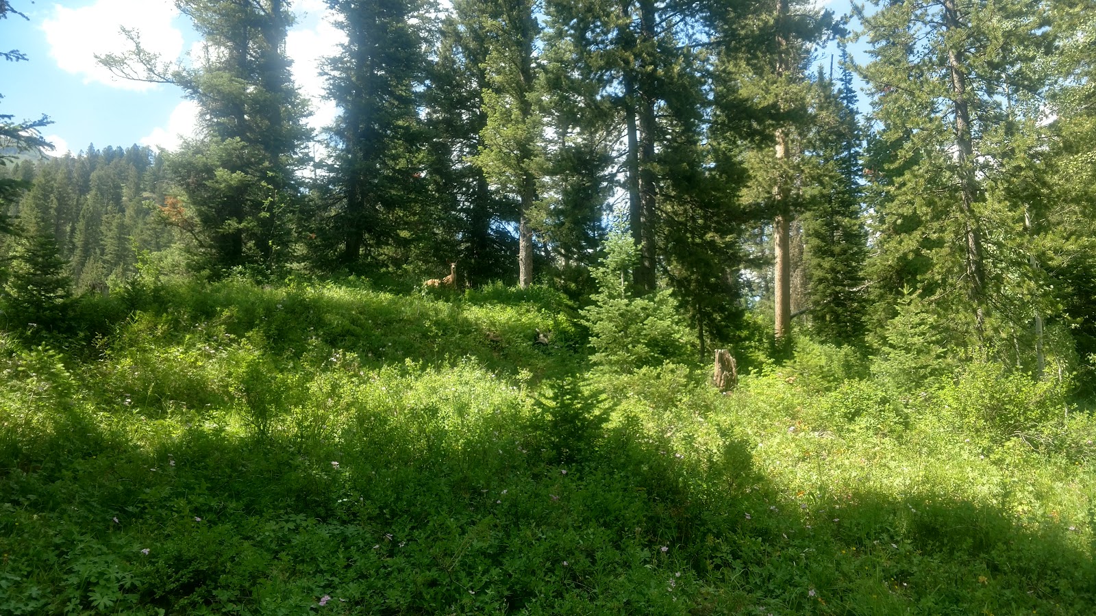 Cottonwood Lake Campground