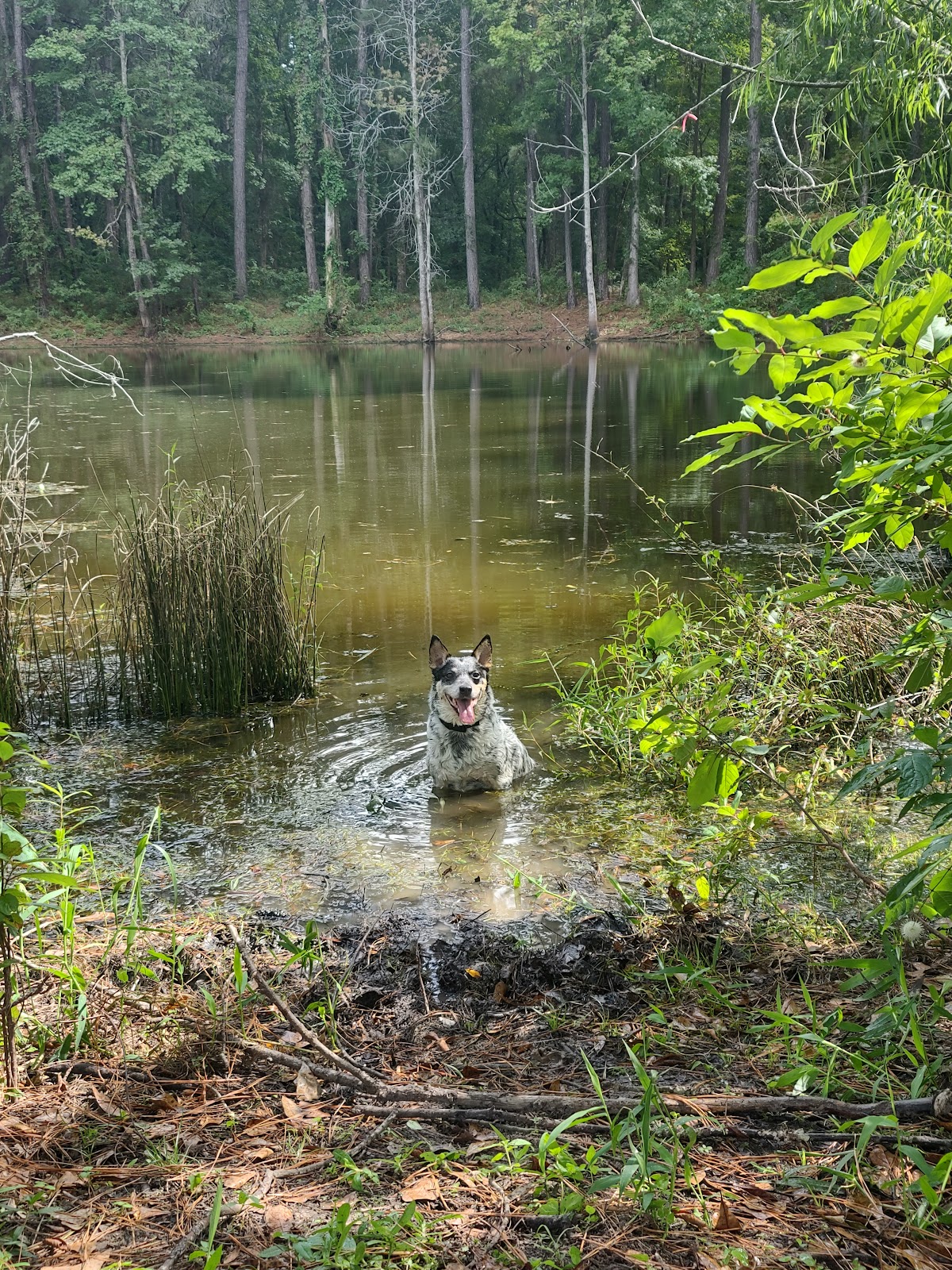 Kellys Pond Campground