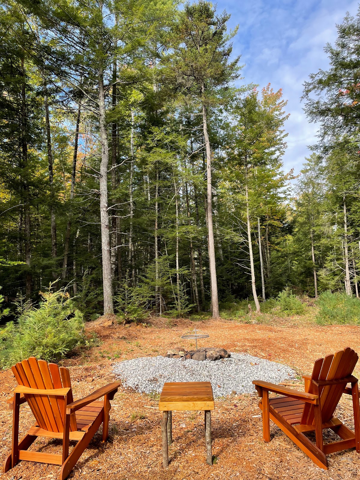 Secluded Trails of Pine Forest