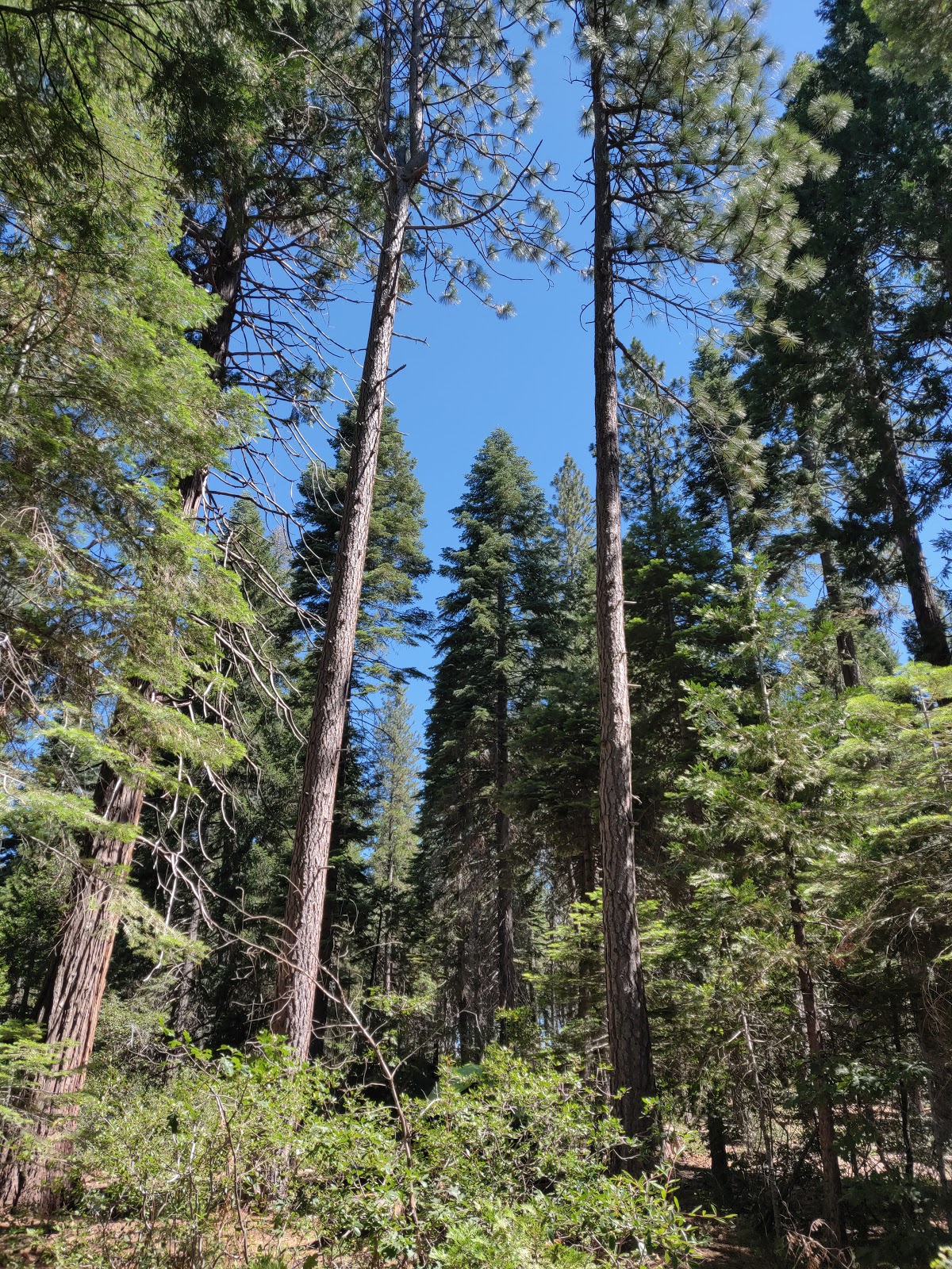 Stumpy Meadows Campground