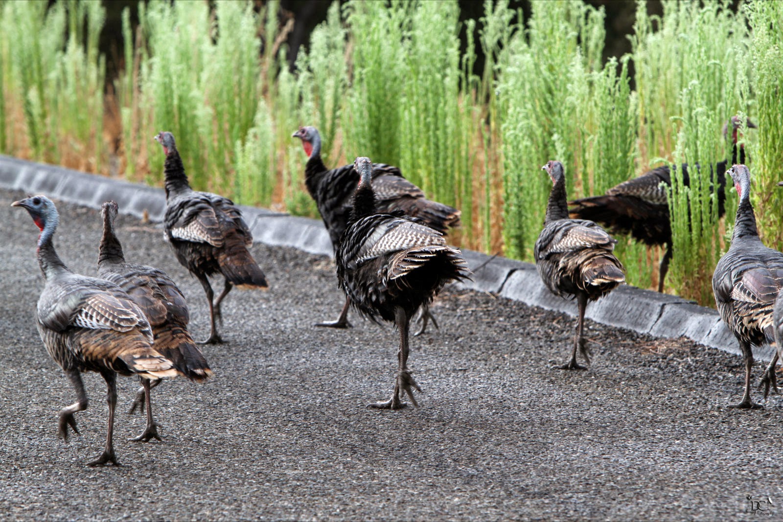 Lake San Antonio South Shore