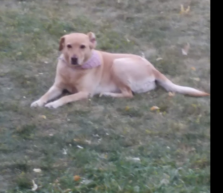 La Veta Pines RV park