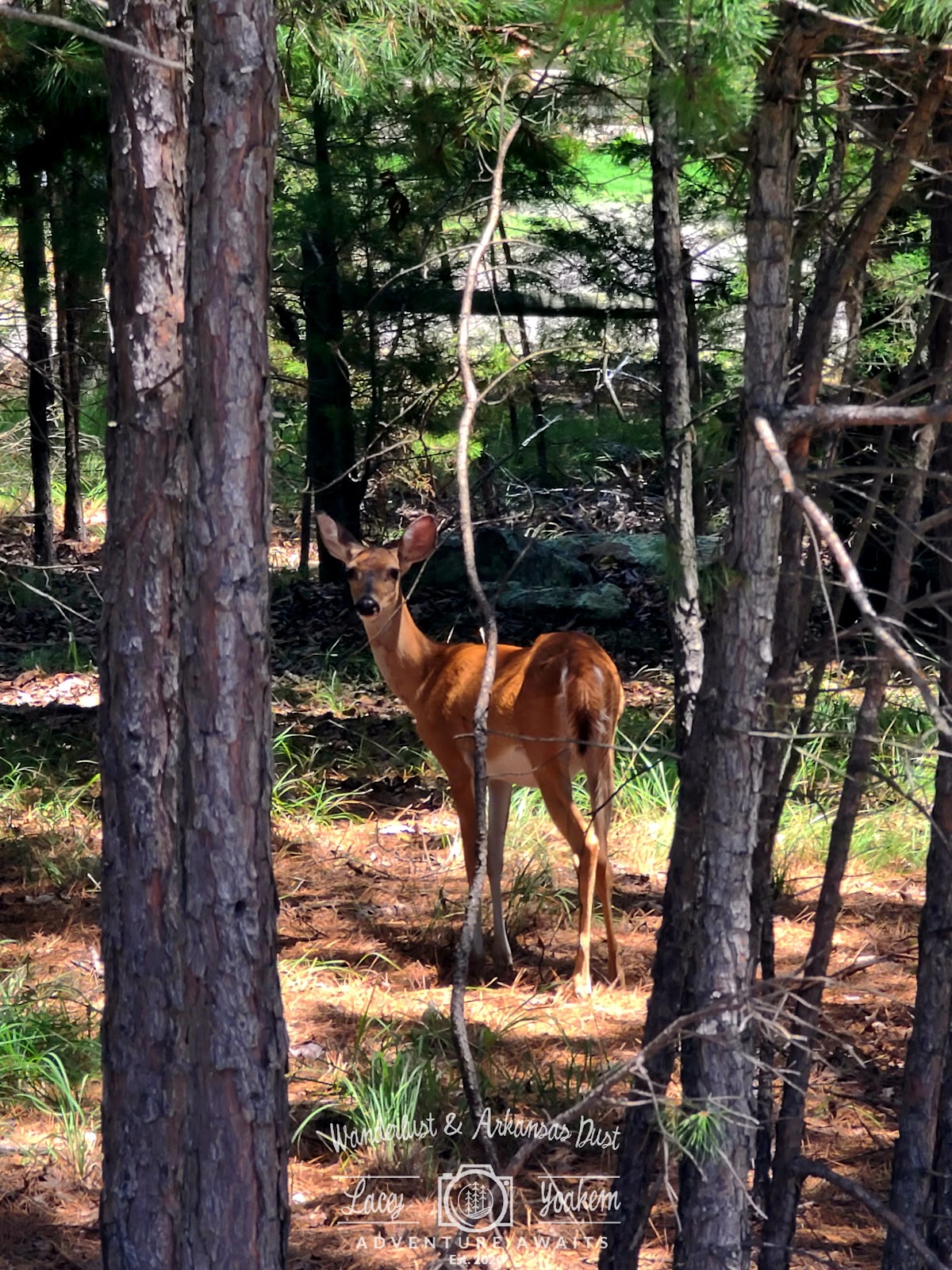 Hise Hill Recreation Area