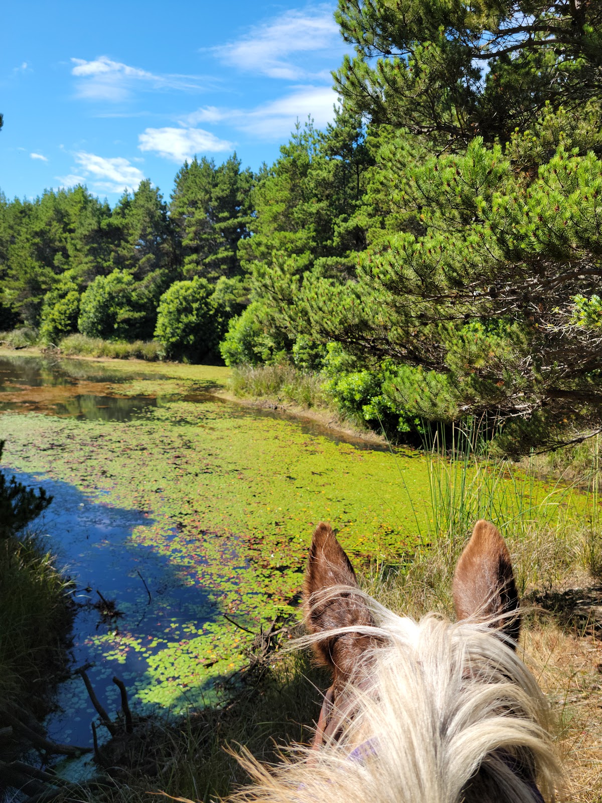 Wild Mare Campground