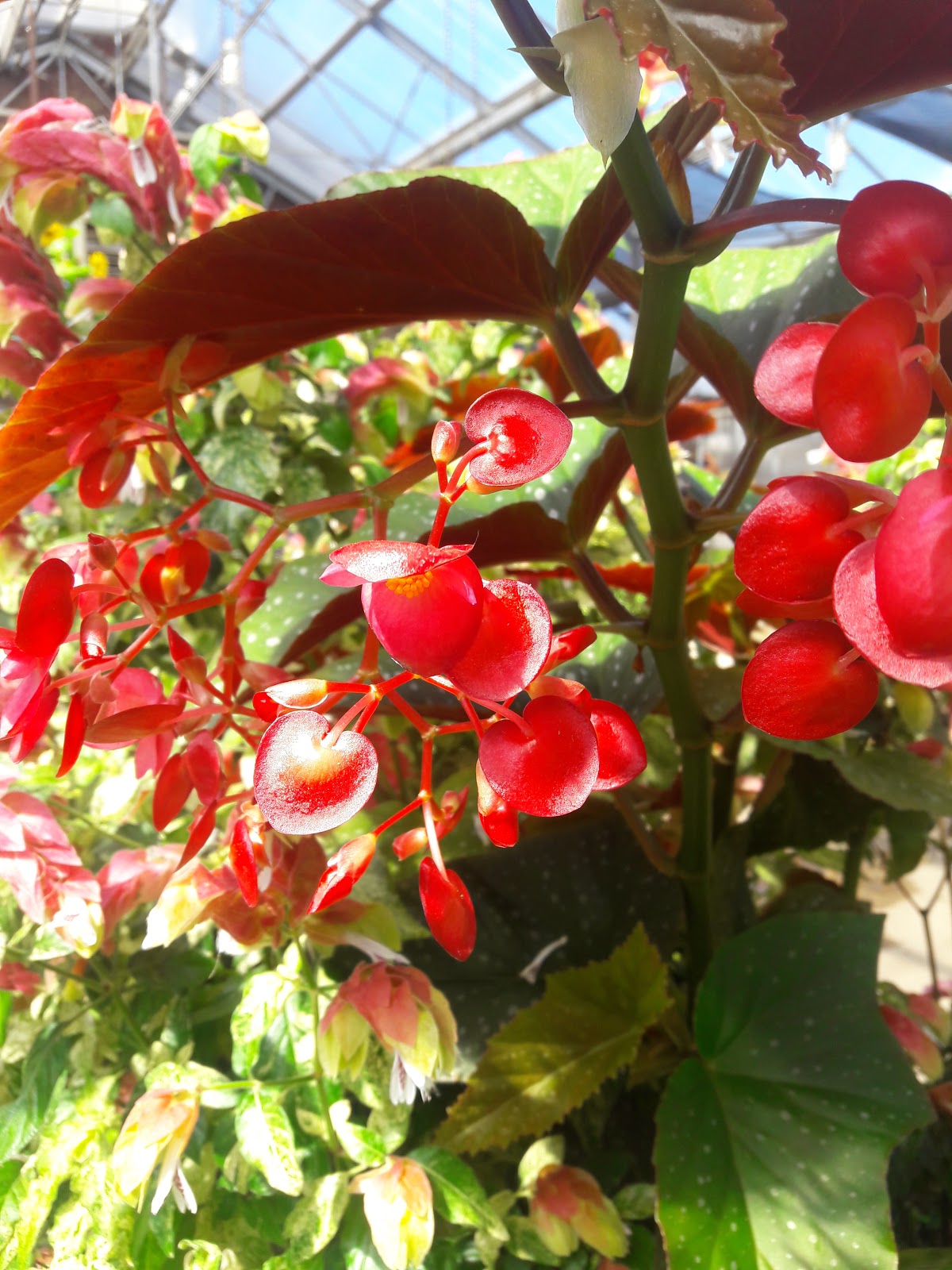 Kilbourn Park & Organic Green House