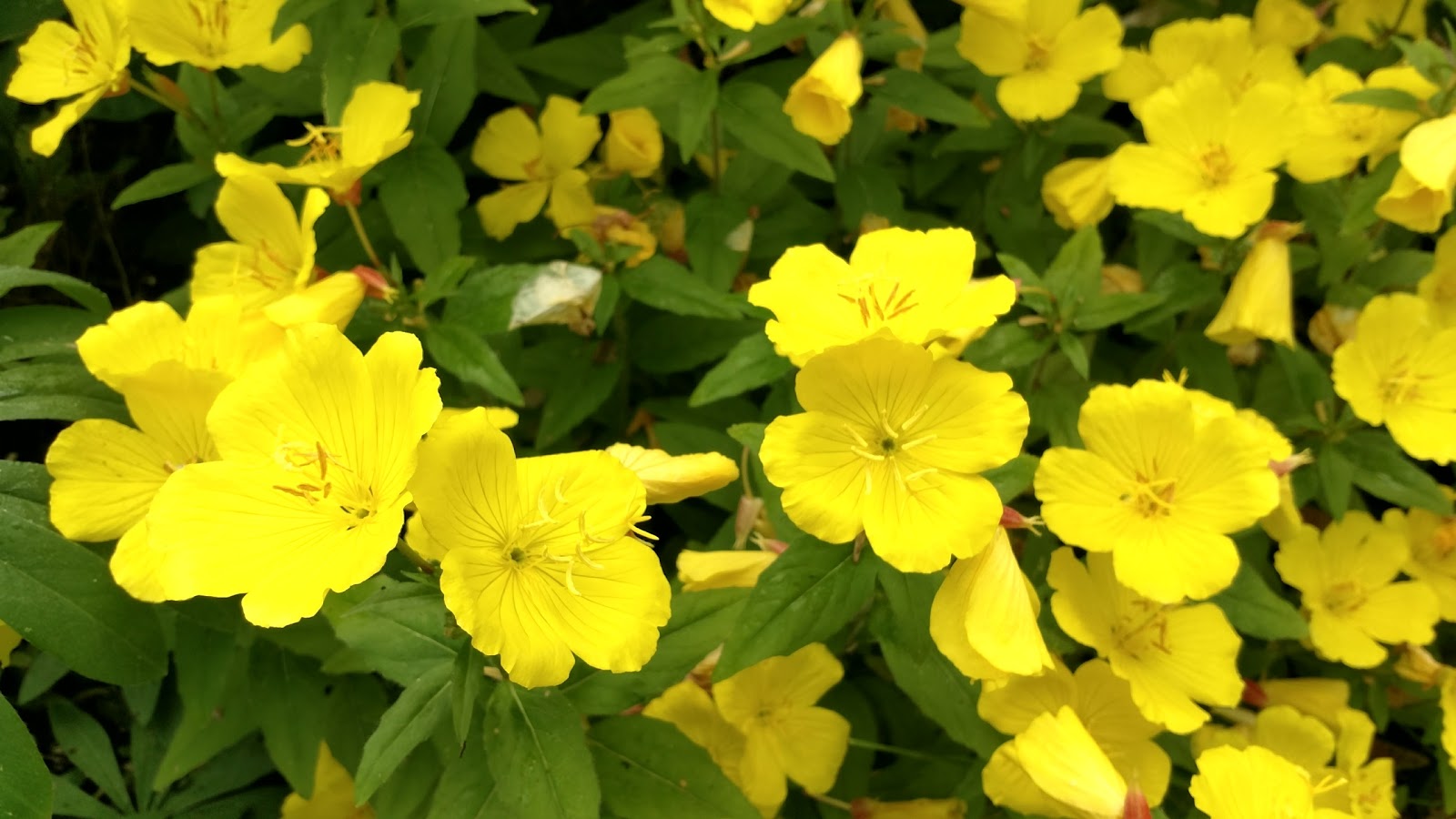 Shady Acres RV & Campground