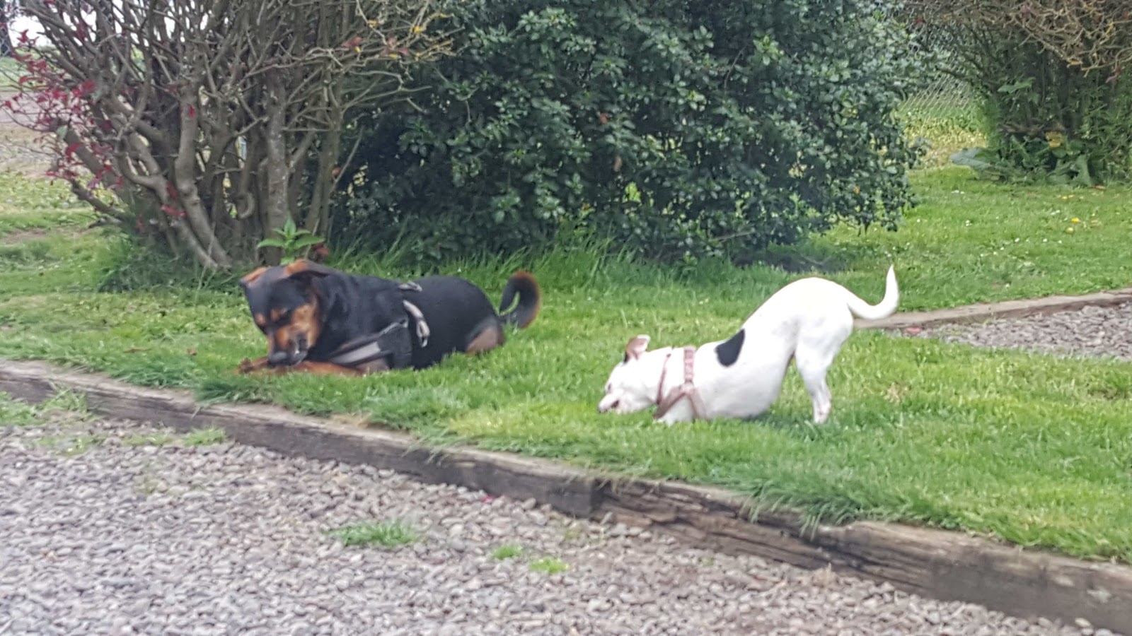 Mckenzie Bridge Camping