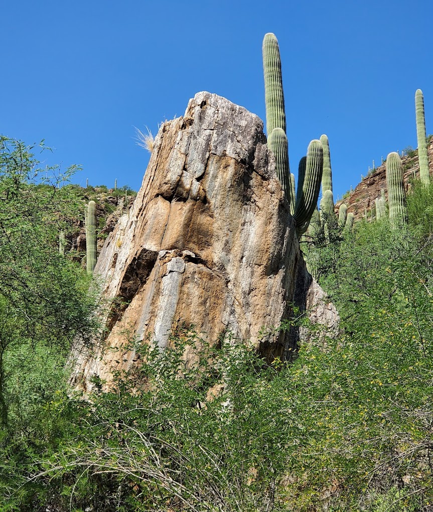 Sabino Canyon Recreation Area Cactus Ramada 2