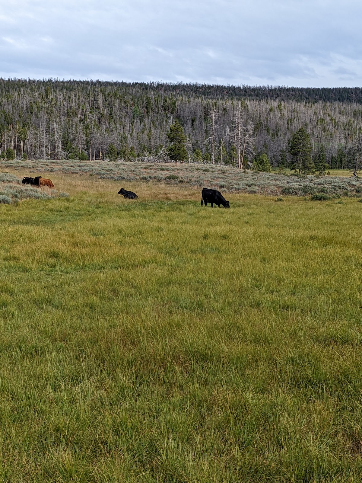 Bridger Lake Campground