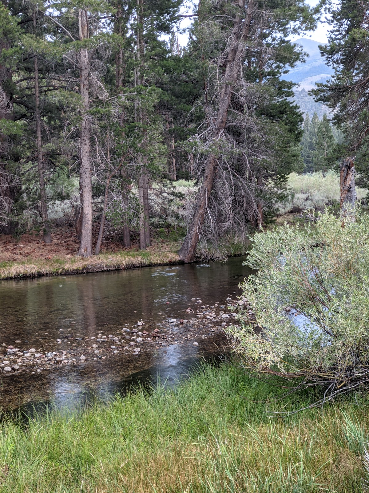 Robinson Creek Campground