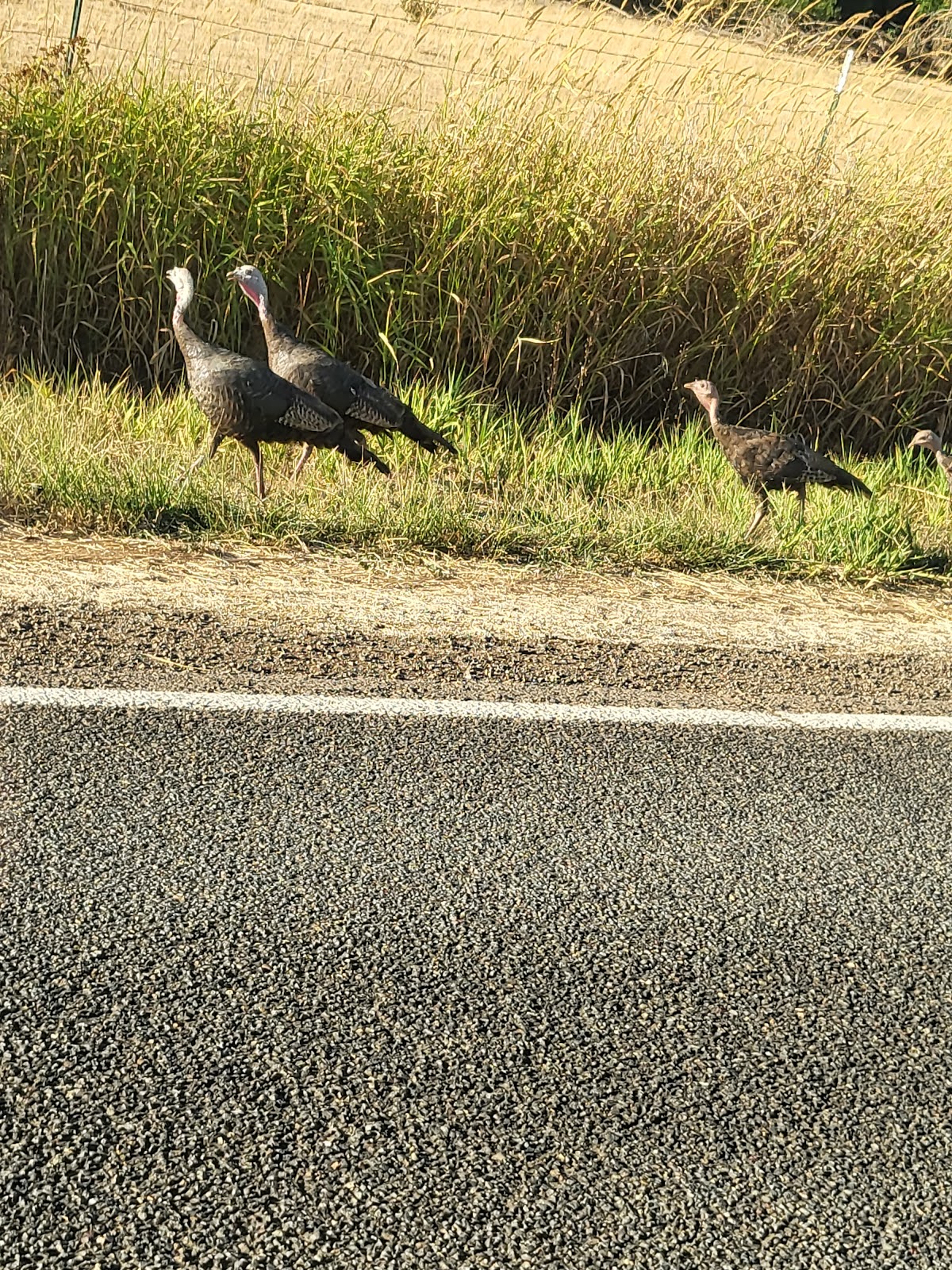 Cove Creek Campground
