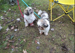 Frontier Bar & Campground