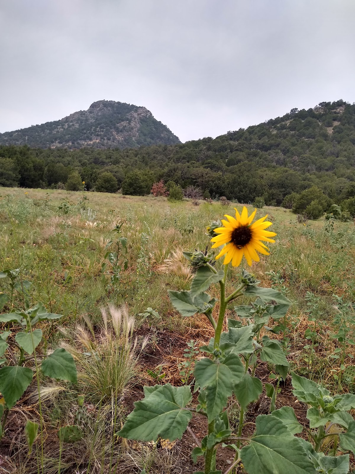 BLM Seep Springs OHV Area
