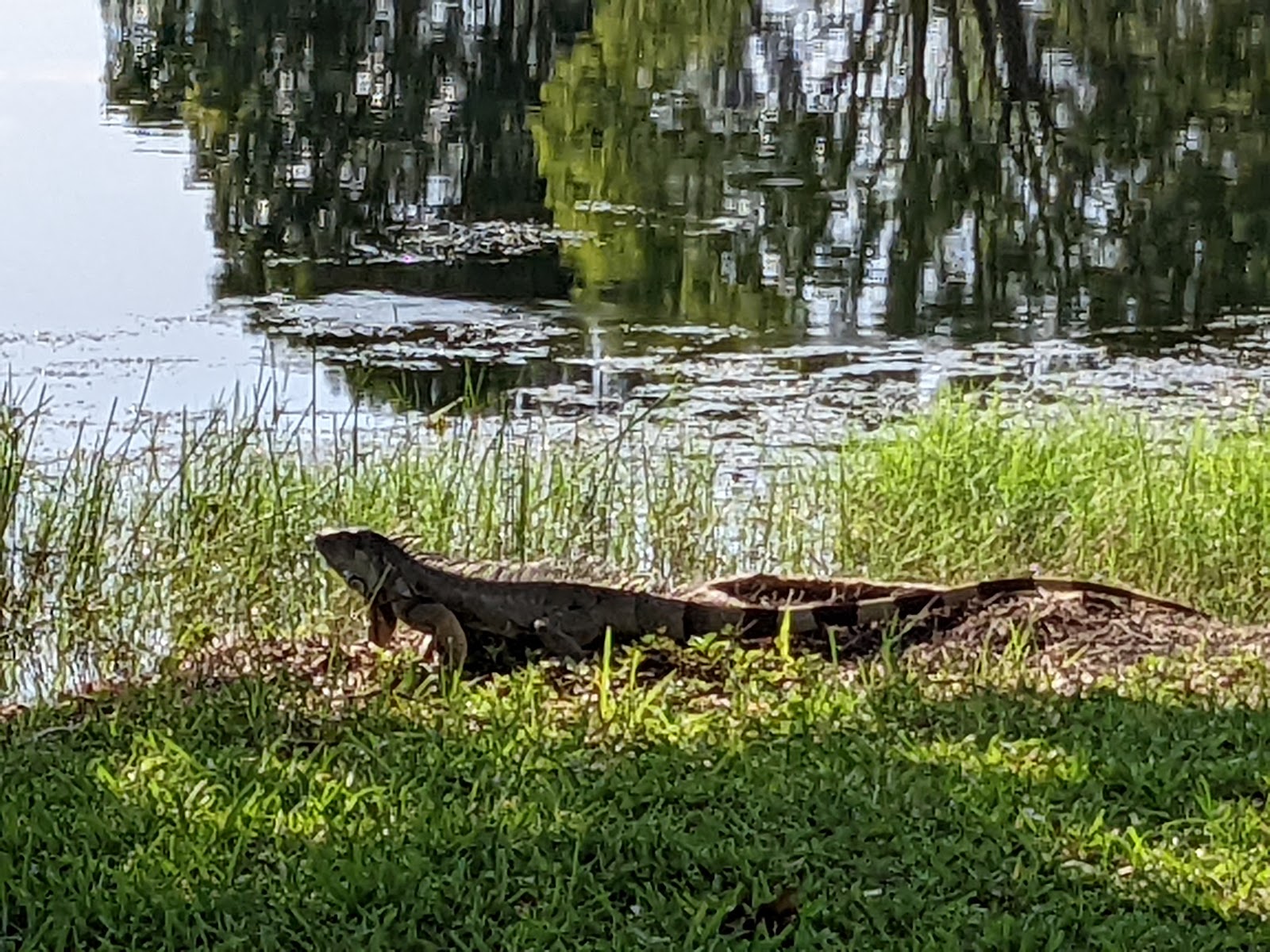 CB Smith Park Broward County Park