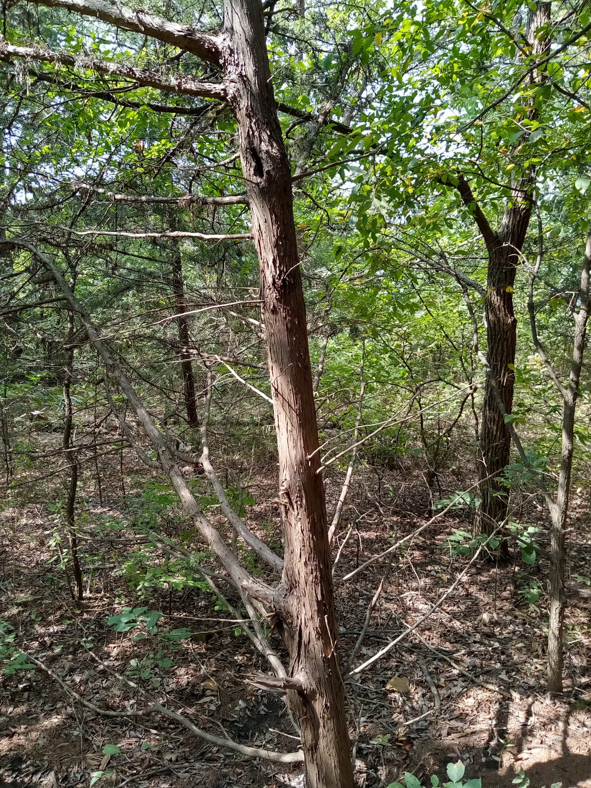 Rock Tower - Lake Murray State Park