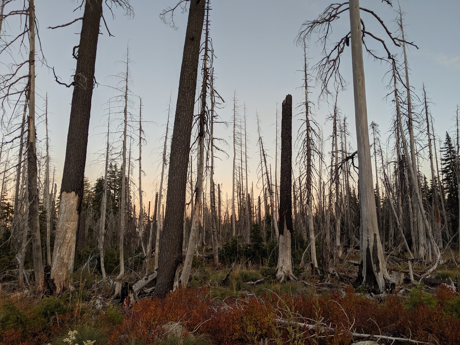 Peninsula (Olallie Lake) Campground