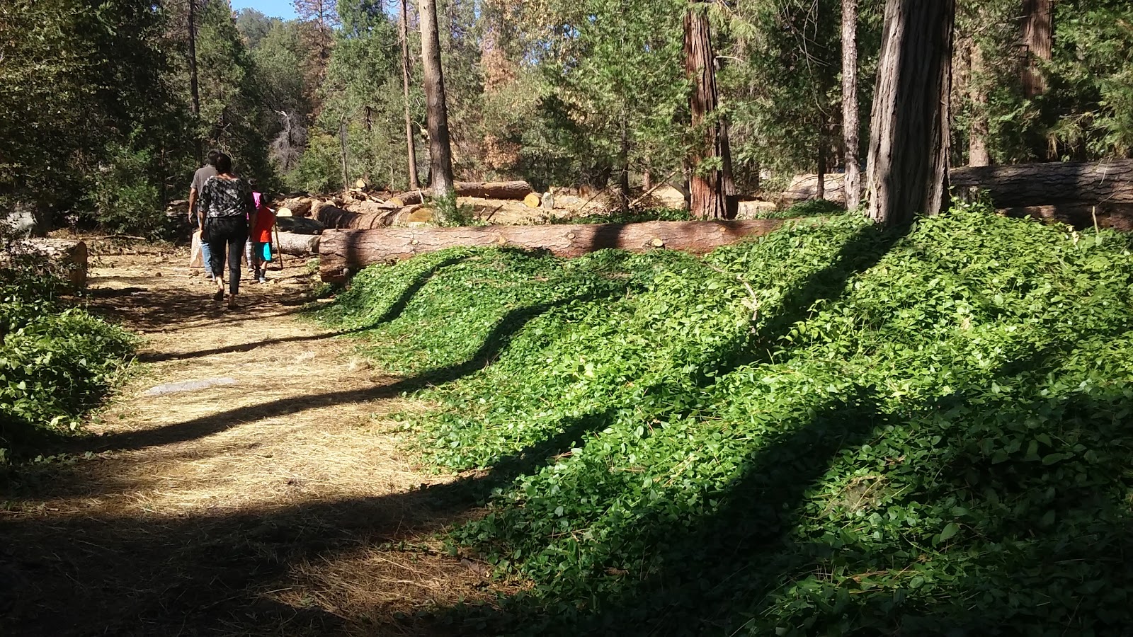 Alder Creek Campground