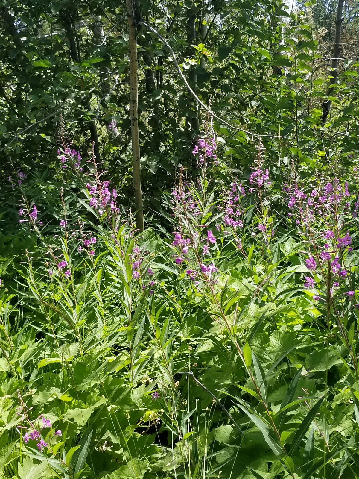 General Creek Campground