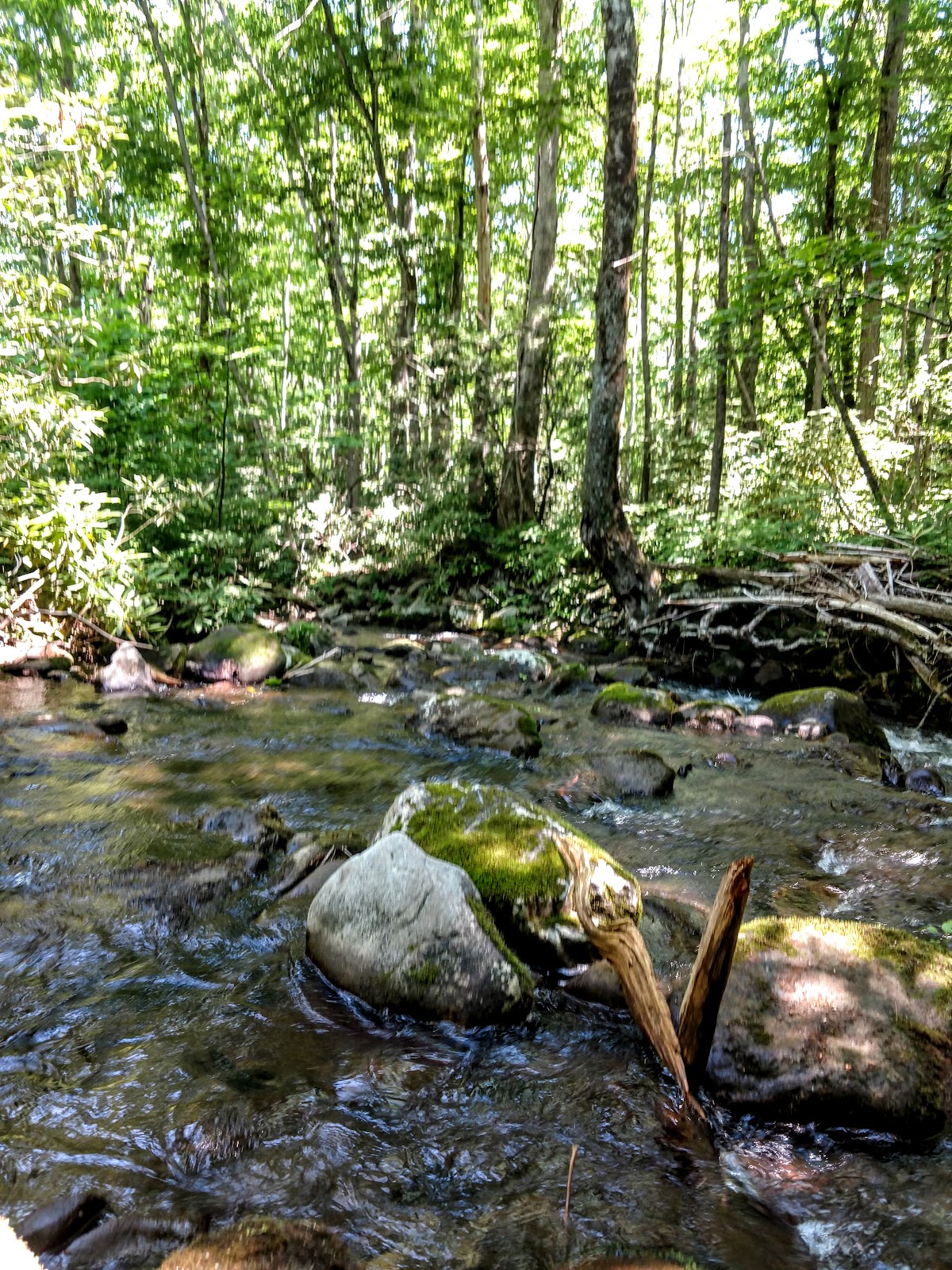 Anthony Creek Horse Camp