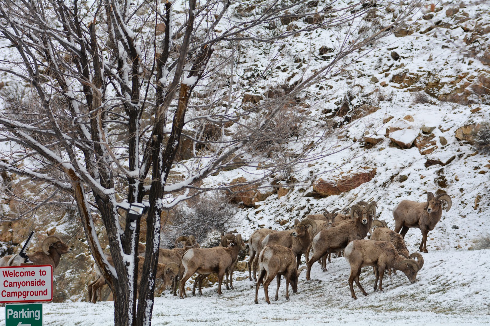 Canyonside Campground