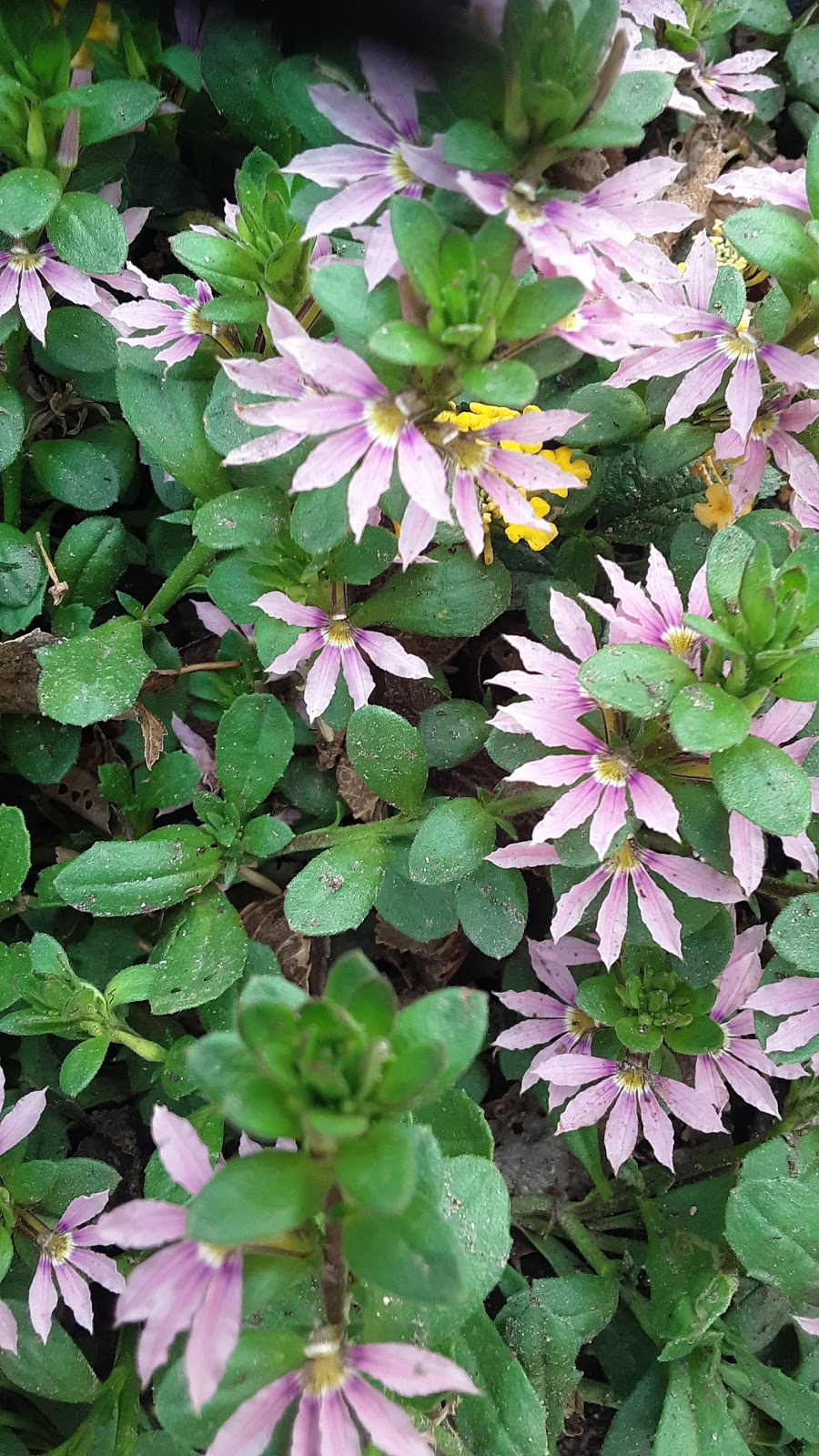 Shade Tree Village Mobile Home Park