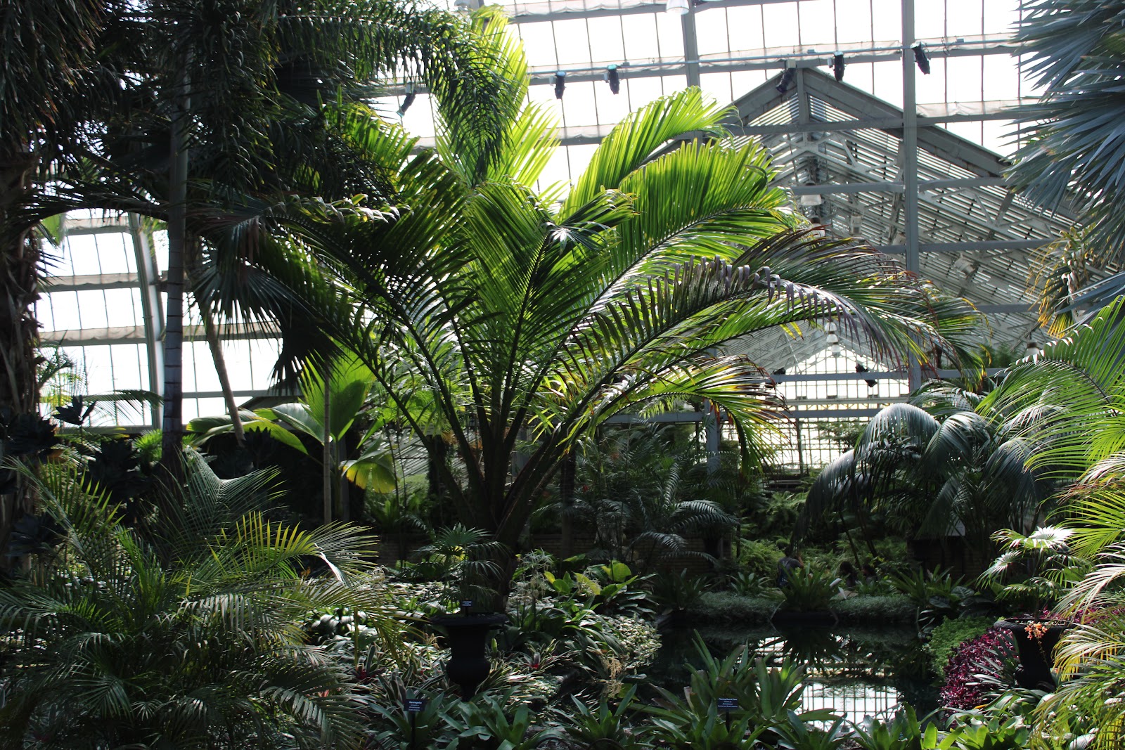 Garfield Park Conservatory