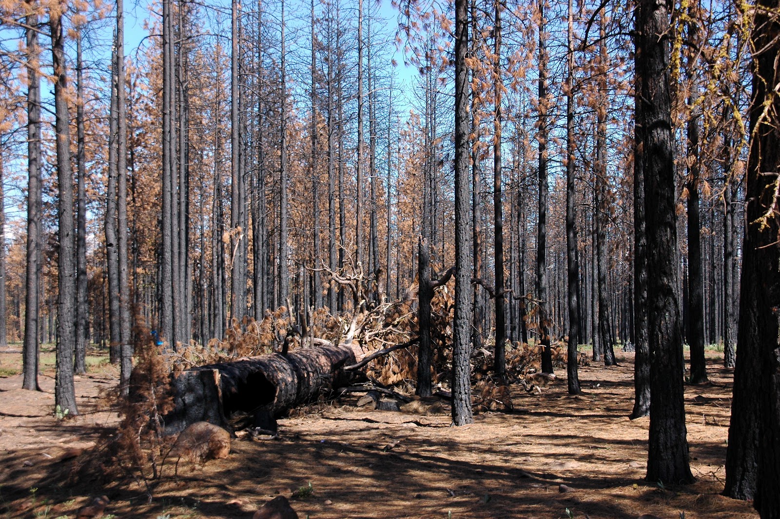 Janes Reservoir Campground