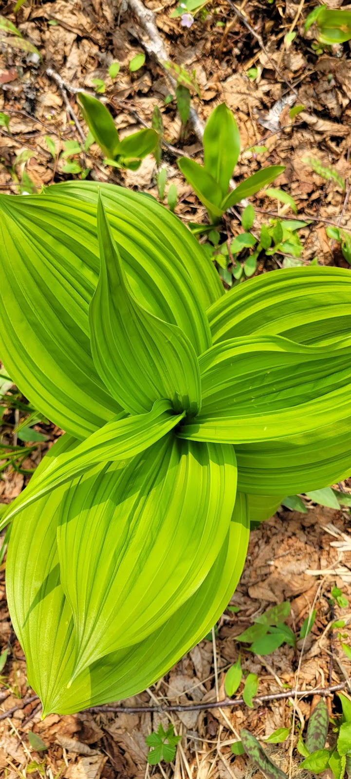 Cherry Mountain Trailhead