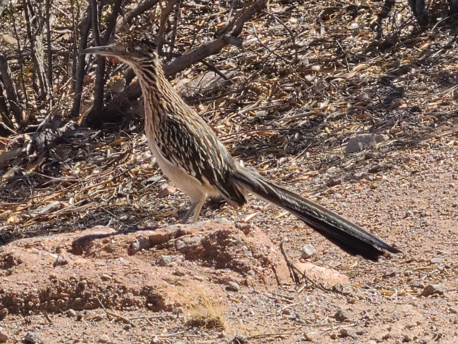 Las Vegas Bay Campground