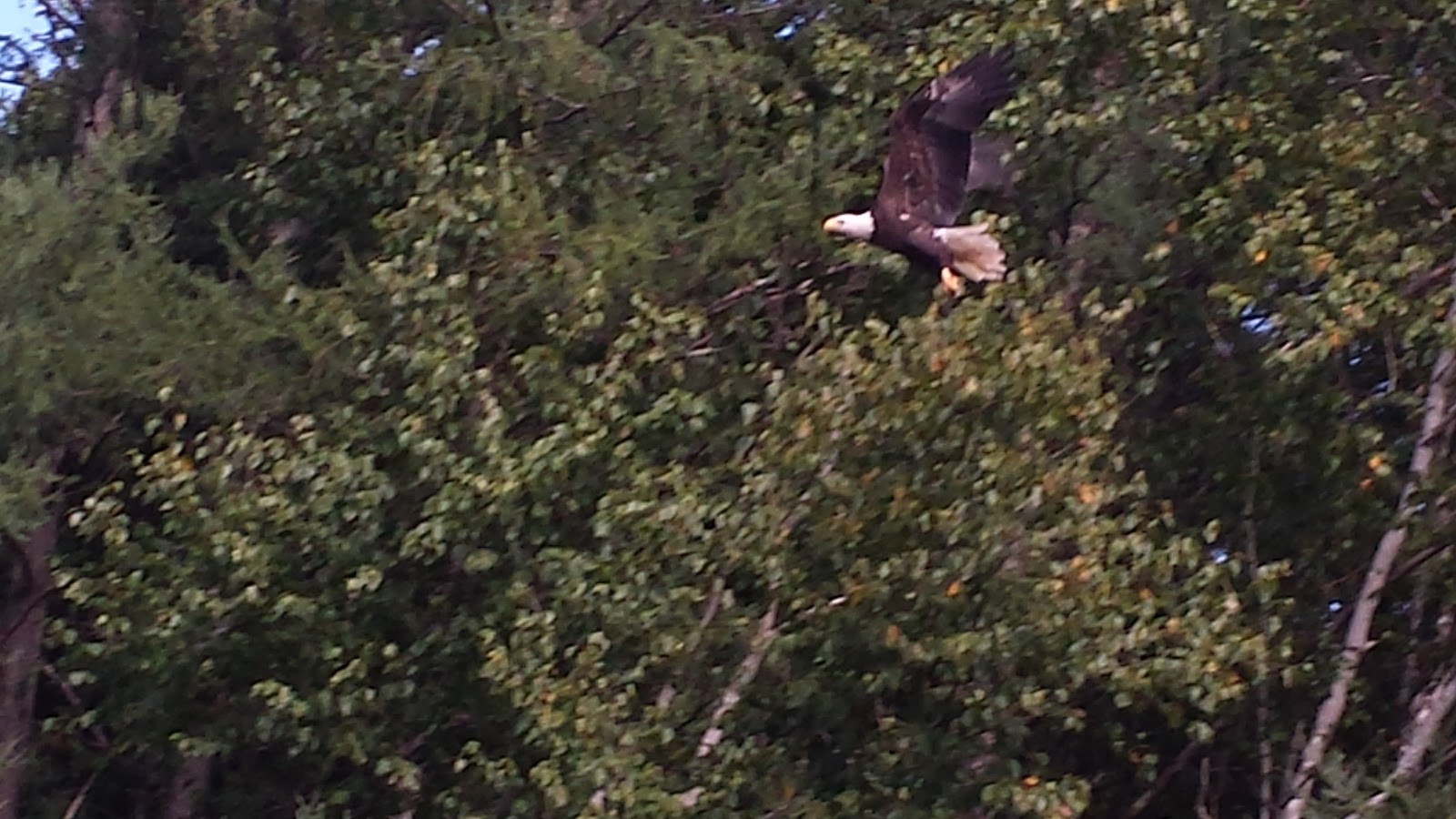 South Branch Campground