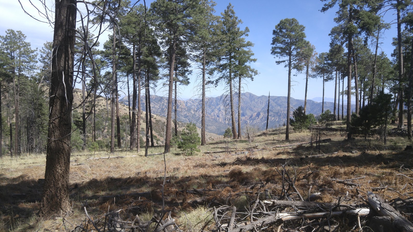 Rustler Park Campground