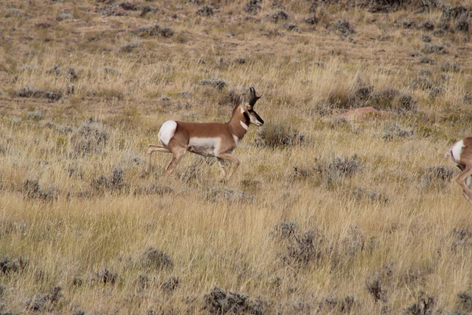 Big Horn Mountains Campground