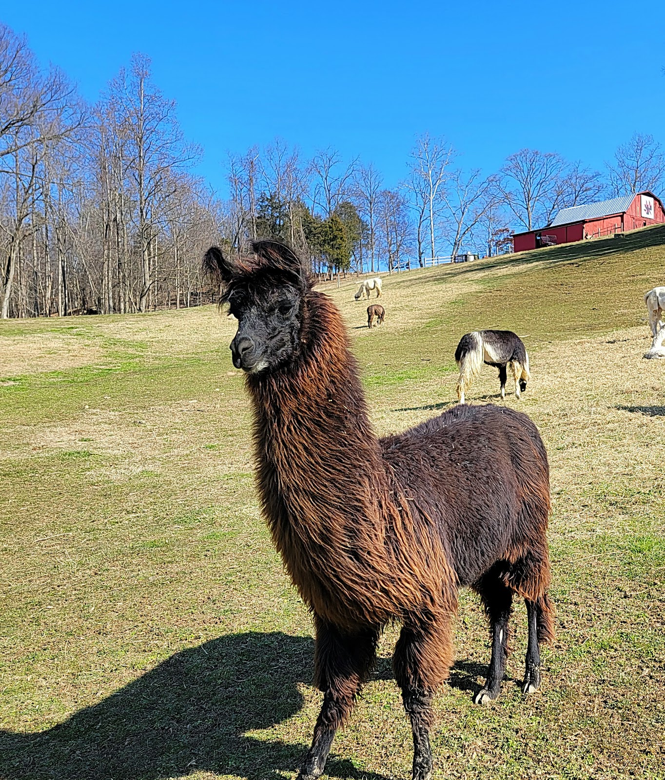 Lazy Llama Campground