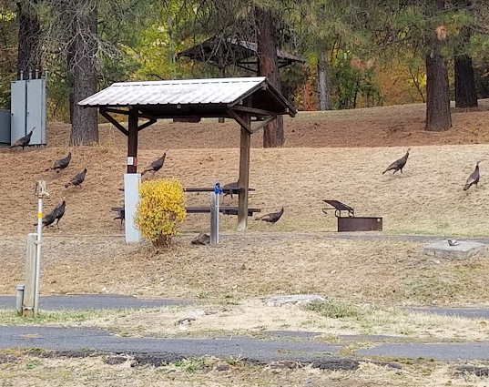 Dent Acres Campground