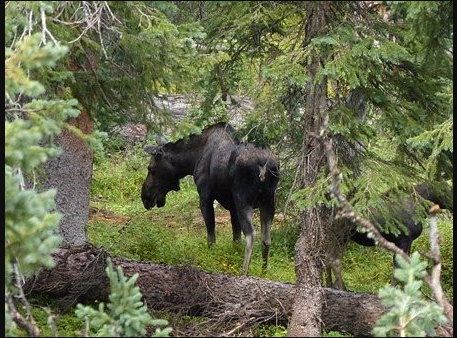 Aspenglen - Rocky Mountain National Park