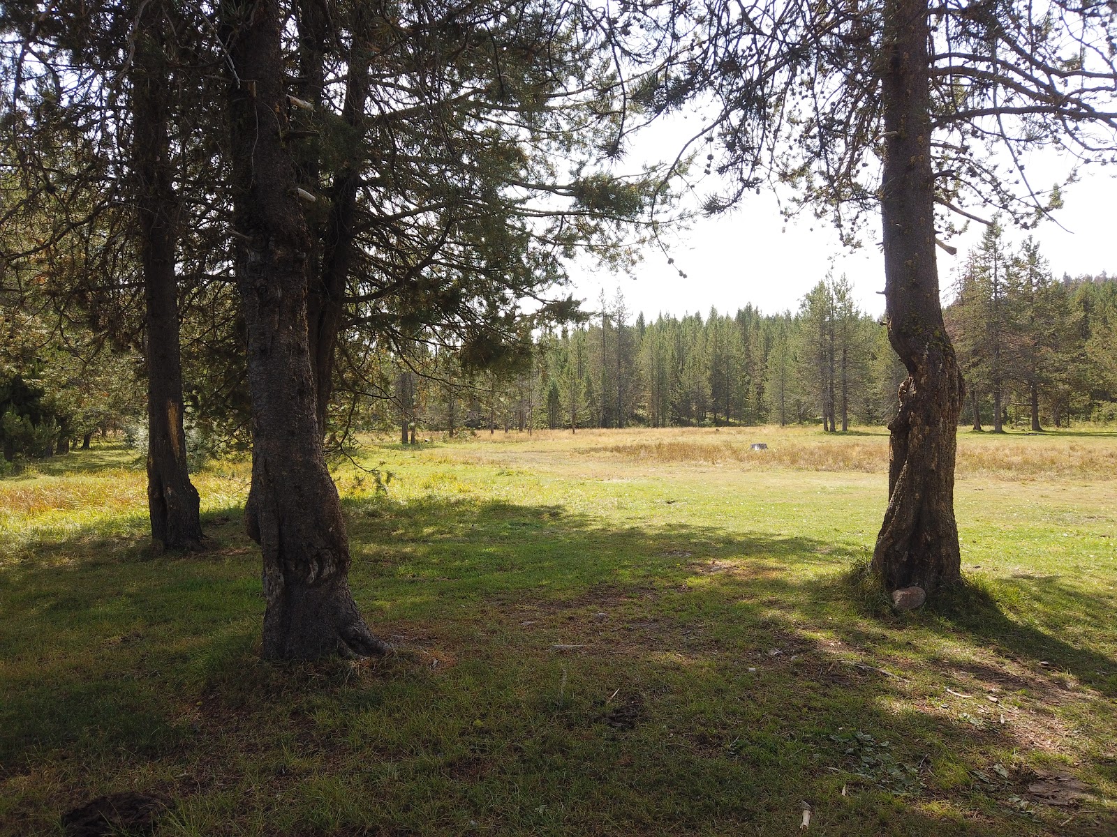Sagehen Creek Campground