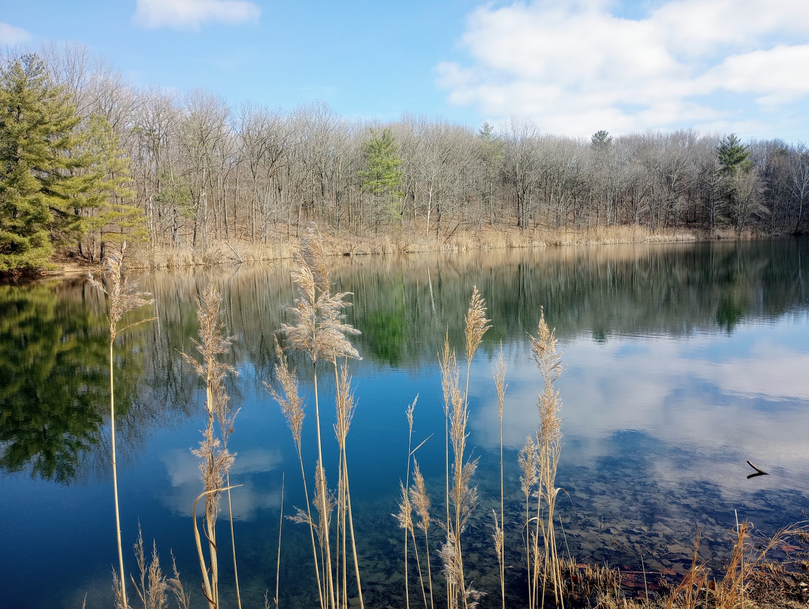 Greene Sullivan State Forest